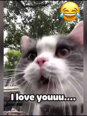 A post by @mialilianna8 on TikTok caption: #cat I love you toooo