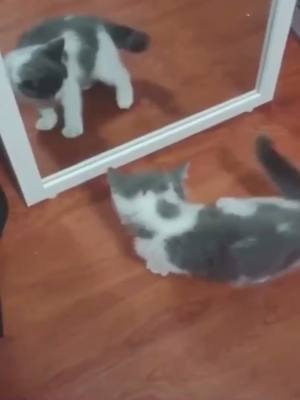 A post by @mialilianna8 on TikTok caption: #cats #catlover #cat #catfish Why am I so beautiful 😍🐱😂