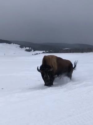 A post by @jranzz on TikTok caption: Good day for a game of chicken #nature #gooutside #bison #buffalo #snowmobile #yellowstone #wyoming #crazy #wow #checkthisout #winterishere #winter