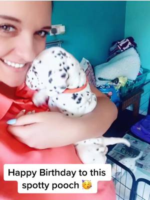 A post by @mrchestertay on TikTok caption: Can I get some happy birfday woofs and wishes 🥰😘🥳❤️ #birthdaypooch #dalmatiansoftiktok