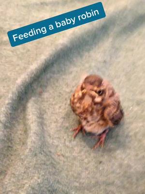 A post by @kerrkat89 on TikTok caption: My cat caught this beauty #petparent #petcheck #fyp #babybirds