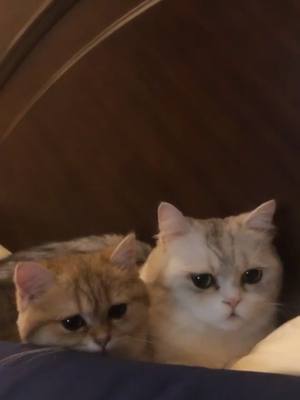 A post by @momomiminyc on TikTok caption: Just wanna talk😹#nomatterhowmuchwefightweloveeachother  #fyp #viral #Love #funny #khalid #catsoftiktok #cats