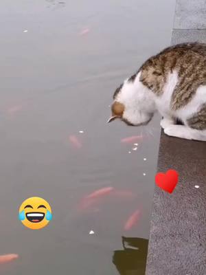 A post by @goodthing87 on TikTok caption: #foryou #cat #tiktok #enjoylife