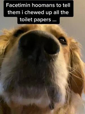 A post by @benny_thegolden on TikTok caption: Whoopsies. #fyp #goldenretriever #goldensoftiktok #facetime #coronavirus