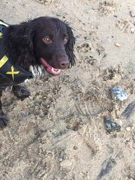 A post by @henrythesprocker on TikTok caption: Sometimes you can’t always trust someone’s smile 😊{#helsa-#onlyelsa-#likeandcomment}