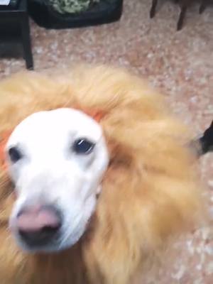 A post by @riccardo_1927 on TikTok caption: #dog #simba #funnydog #thelionking #elreyleon #superchallenge #coronavirus #tiktokdeldia #original #bestfunnyvideos #bestfun