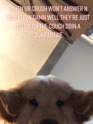 A post by @bozemanthegolden on TikTok caption: Quarantine life #foryou #foryoupage #fyp #quarantine #quarantinelife #goldenretriever #puppiesoftiktok #happyathome #coronavirus #itscoronatime