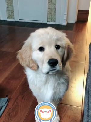 A post by @bozemanthegolden on TikTok caption: Good boys only club #goldenretriever #puppiesoftiktok #foryoupage #fyp #fypagechallenge #thedrop #ButterGlossPop #theworst #MySkinandME #quarantine