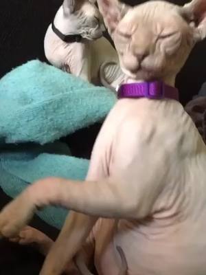 A post by @megasamara6 on TikTok caption: forever funny😹 #cat #kitty #catsoftiktok #tiktokpets #foryoupage #original #foryou #fyp #funny #catlover #tiktokcanada #sphynx #sphynxcat