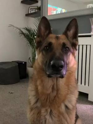 A post by @tuckerw_gsd on TikTok caption: #germanshepherd #gsd #gsdoftiktok #dog #dogsoftiktok #dogface