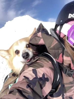 A post by @winstacorgi on TikTok caption: Is this scary or fun for him? I have no idea lol. #animalsoftiktok #foryou #fyp #corgi #snowboarding