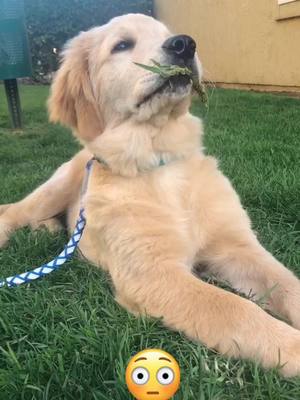 A post by @doug.the.dawg on TikTok caption: Eat your veggies frens 🐾 #puppy #PetsOfTikTok #goldenretriever