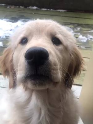 A post by @bozemanthegolden on TikTok caption: @trevorwallace how’d we do??#happyathome #puppycheck #MoodBoost #goldenretriever #fyp #foryoupage #goodboy #foryou #fypagechallenge