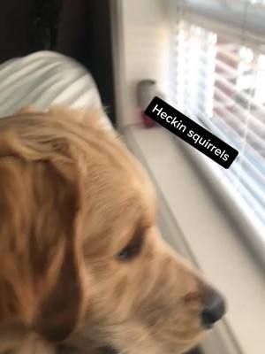 A post by @benny_thegolden on TikTok caption: Wait for the little growl 😂🐶... #fyp #dogsoftiktok #goldensoftiktok #squirrel