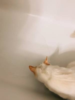 A post by @megasamara6 on TikTok caption: 🛁🐱 the sequel #cat #kitty #catsoftiktok #tiktokpets #foryoupage #original #foryou #fyp #funny #catlover #tiktokcanada #4you #kitten #cute