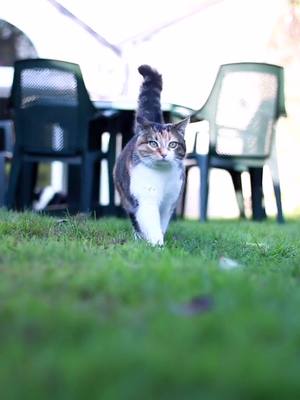 A post by @misscalineplume on TikTok caption: J'adore ce Tiktok ❤️ Abonne toi, et quand c'est fait, commente un emoji jaune 🌻 J'irai aimer ton dernier tiktok 😘 #slowmo #cat #petoftiktok #chat