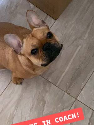 A post by @gooodgirlgloria on TikTok caption: #funnydogvideos #frenchies #funnydogs #petvideos #dogs #animals #animalvideos #frenchiesoftiktok