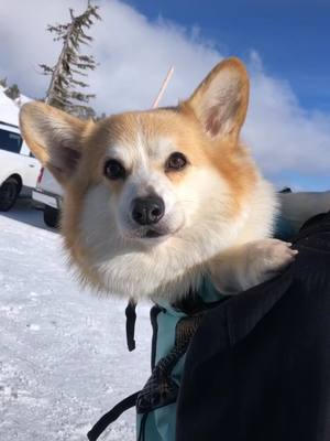 A post by @winstacorgi on TikTok caption: I will feeds in my pak pak #puppycheck #animalsoftiktok #corgi