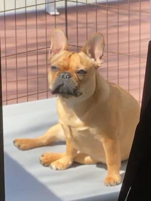 A post by @gooodgirlgloria on TikTok caption: #funnydogvideos #frenchies #funnydogs #petvideos #dogs #animals #animalvideos #frenchiesoftiktok #coronavirus #distancedance