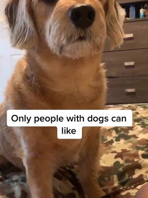 A post by @thebeaglenamedmagic on TikTok caption: Do u have a dog? #fyp