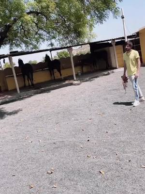 A post by @tushardodiya86 on TikTok caption: Jiv..❤️🏇🏻 #trending #horselover #lifebuoykarona #foryou#swagestepchallenge #rajkot #tiktokindia_