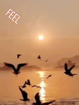 A post by @bharat_banjara1435 on TikTok caption: feel the song #chupkeseaaketune #birdlove #loveupagal #1435 #mr_buttler #new_trending