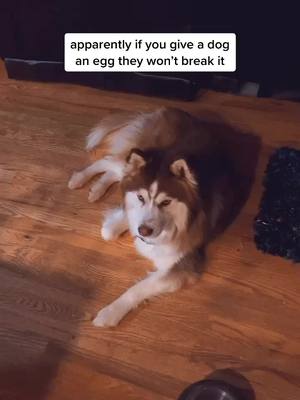 A post by @lizroot on TikTok caption: 😭 #siberianhusky