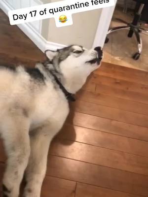 A post by @kodathealaskanmalamute on TikTok