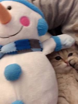 A post by @momomiminyc on TikTok caption: Do you wanna build a ☃️brother? #fyp #cats #catsoftiktok #catlover #frozen #snowman #Siblings #viral #funny