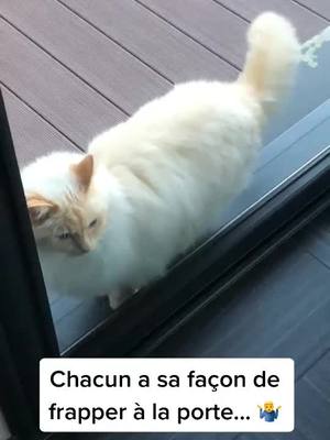 A post by @blablablalechat on TikTok caption: #cat #cute #chat #lol #fun #crazycat #cats #chats