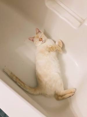 A post by @megasamara6 on TikTok caption: Return of Tub Cat🛁🐱 #cat #kitty #catsoftiktok #tiktokpets #foryoupage #original #foryou #fyp #funny #catlover #tiktokcanada #4you #kitten #cute