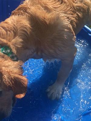 A post by @benny_thegolden on TikTok caption: wait till the end. Nom nom. 🐶 #summertime #babyshark #fyp #goldensoftiktok #puppy