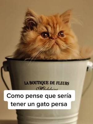 A post by @catnation.mx on TikTok caption: Mi gato salió defectuoso pt. 2 #fyp #parati #gato