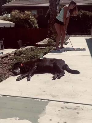 A post by @maddieeecaesar on TikTok caption: He wasn’t happy when he found out what I was doing #dog #golf #golftrickshot #fail