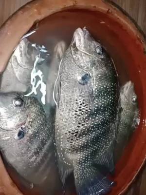 A post by @shefin8 on TikTok caption: കരിമീൻ പൊള്ളിച്ചത് ; Green Chromide fish recipe #chef_pillai #sceretrecipe #tastydish #keralafood  #kerala #cooking #fish #delicious