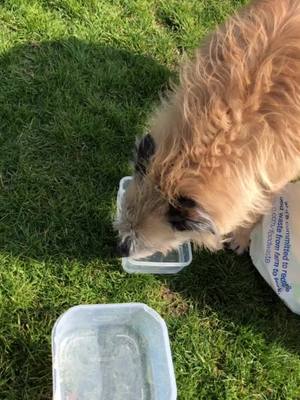 A post by @mini.lola.dogs on TikTok caption: Why are they fighting over a bowl of water when there is another one right next to them 😂😂🤪