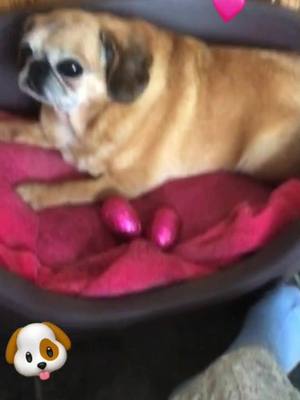 A post by @pheobe_doggie on TikTok caption: Happy Easter everyone!❤️🐶 #easter #featureme  #foryou  #foryoupage  #cutedog #pheobe