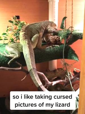 A post by @zerrace on TikTok caption: he tolerates me i swear #lizard #meme #cursed