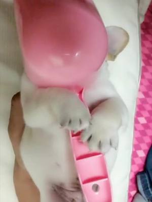 A post by @lolpet885 on TikTok caption: #foryou #like #beautiful #tiktok #fyp #fy #amazing #nice #cool #hot #dog #dogs #pet #pets #puppy #puppylove