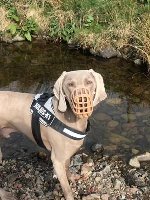 A post by @thecutestweim on TikTok caption: He’s so cute