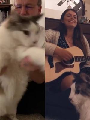 A post by @roodleskoodle on TikTok caption: #duet with @laurentarica This is Nono the cat dancing to the song that’s about him. #catsoftiktok #kitty #fyp #foryou #foryoupage