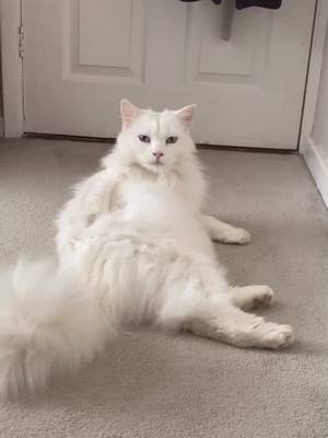 A post by @lucyrwolfe on TikTok caption: I think his whole 6 years of life just flashed before his eyes! (Wait for it) #catsoftiktok #cats #fyp #foryoupage #sidneyragdoll