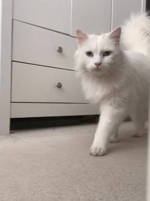 A post by @lucyrwolfe on TikTok caption: CAT-walk model! #sidneyragdoll #catsoftiktok #cats #fyp #foryoupage