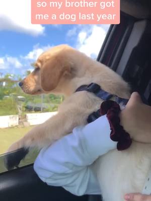 A post by @crappyncrafty on TikTok caption: he really gives crackhead energy  #dog#petlife#goldenretriever#guam