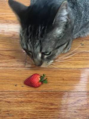 A post by @finforthe.win on TikTok caption: I am a strawberry 🍓 #cats #Catsoftiktok #strawberry #finforthewin