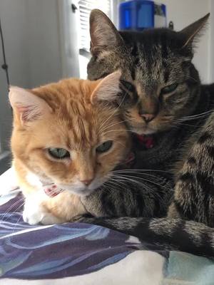 A post by @finforthe.win on TikTok caption: Two heads are better than one! #stayathome #cats #catsoftiktok #OwnTheCurve