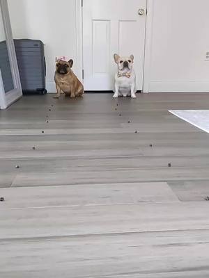 A post by @elvis_thefrenchbulldog on TikTok caption: I think he jumped the gun..