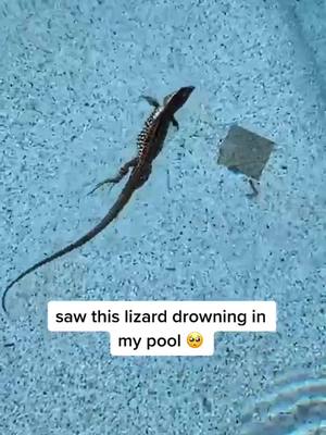 A post by @bencorry1 on TikTok caption: This is so heartwarming! Share this with your friends! 🦎 ❤️ #foryou #heartwarming #lizard