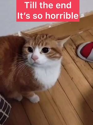 A post by @riley748520 on TikTok caption: Why my cat make a horrible noise #cat #catsoftiktok #fyp