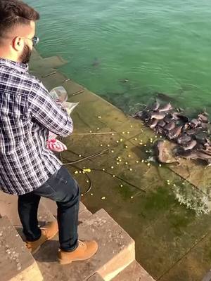 A post by @vidsbajaj5 on TikTok caption: Feed them instead of finish them🙏🏻❤️ like if u are also a fishlover❤️ #foryou #foryoupage #tiktok #trending #viral #fyp #nature #naturelove